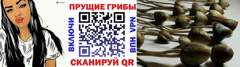 наркота  Фурманов  Галлюциногенные грибы Psilocybine cubensis 